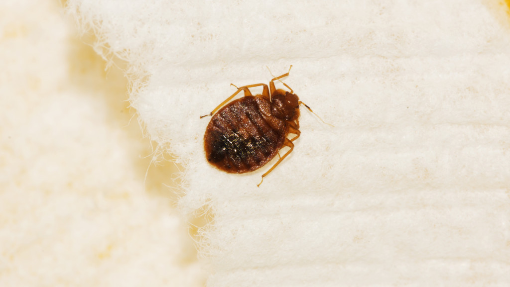 bed bug in a bed sheet